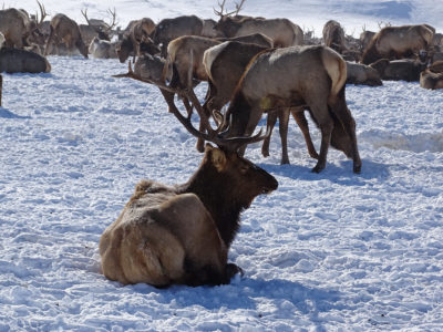 Winter for an Elk
