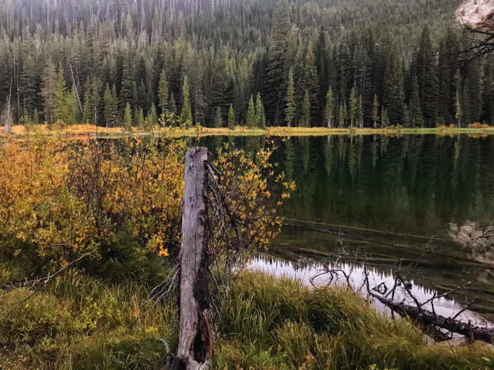 Marshal lake in the fall with yellow willows bordering the edge.