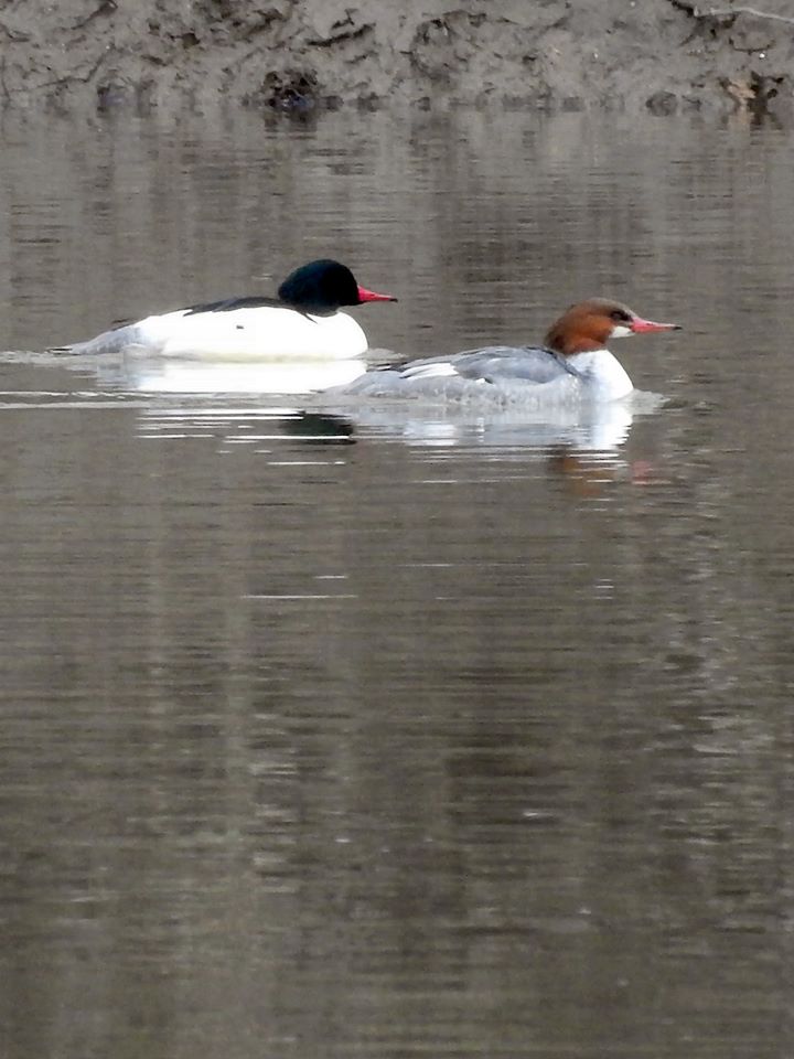 Photo of male and female Common Merganser.