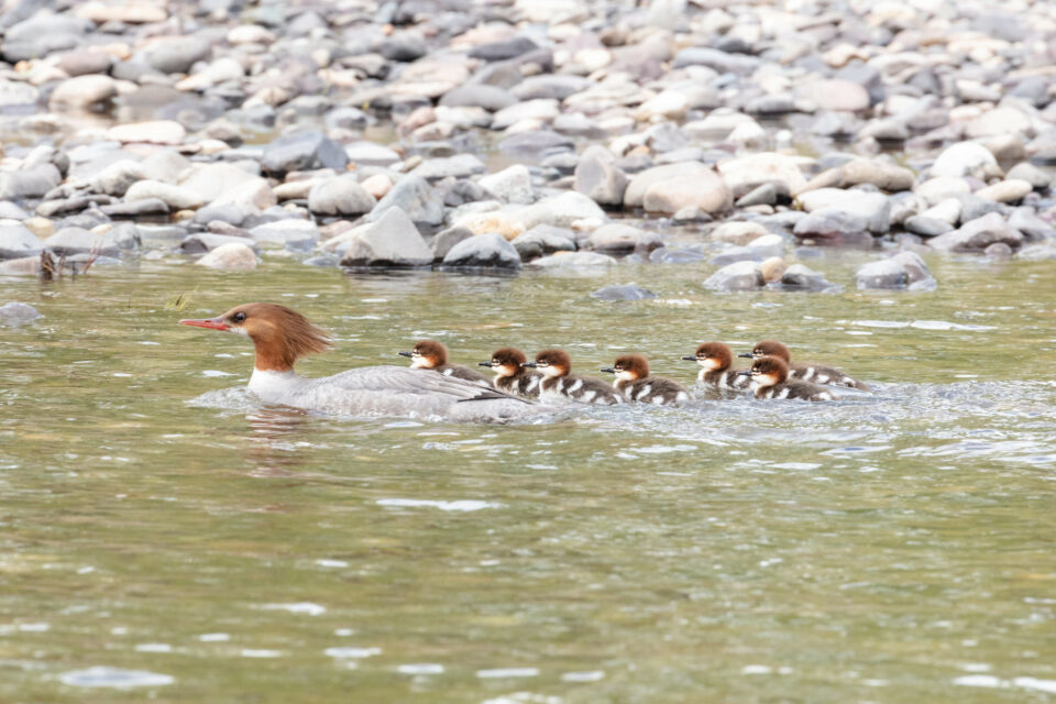 Female Common Merganser and babies.