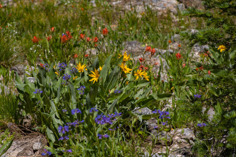 Wildflowers in yellow, purple, and orange.