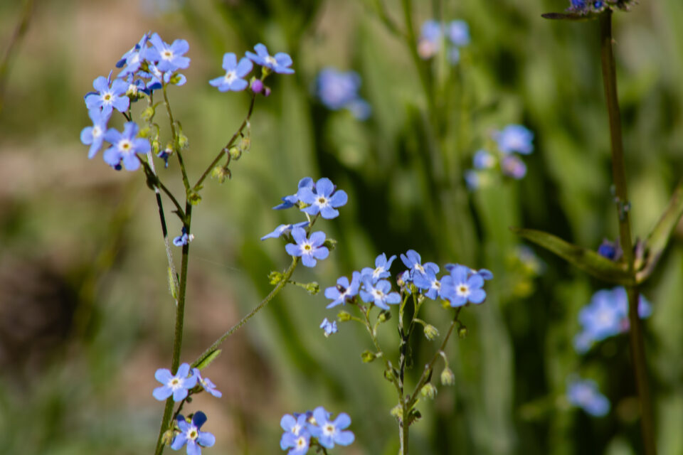 Blue flower