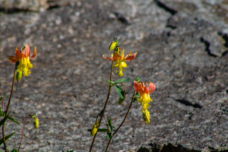 Columbine