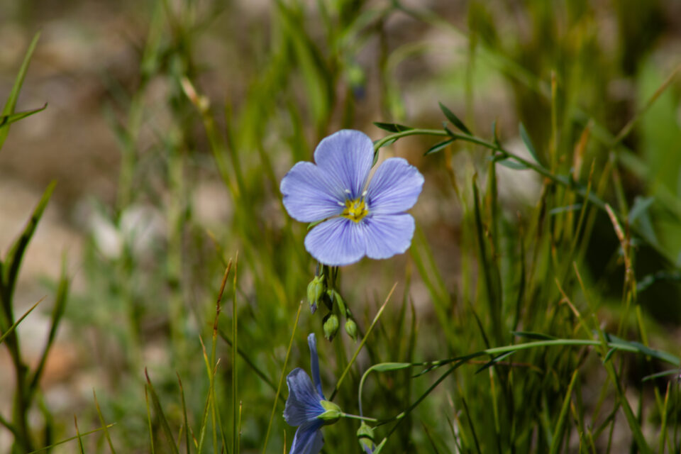 Light blue fllower