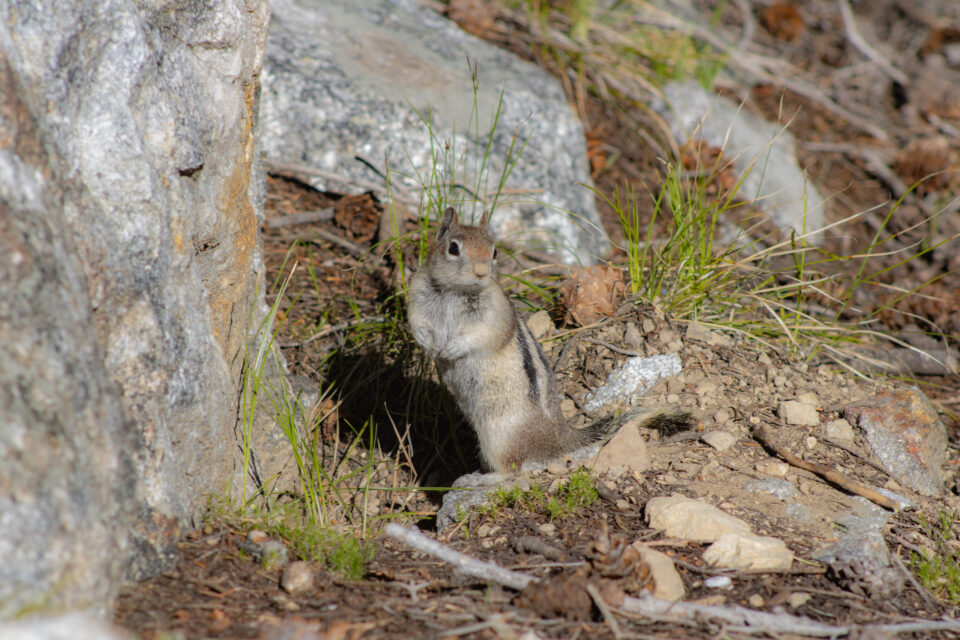 Ground Squirrel