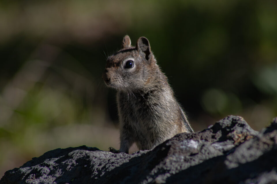 Golden Mantled Ground Squirrel