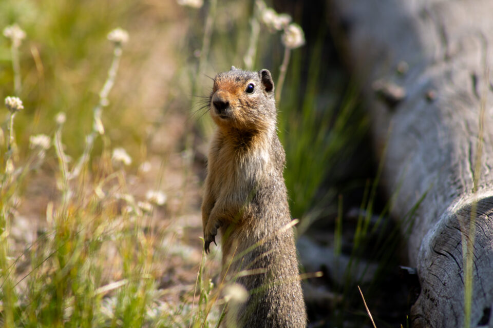 Ground Squirrel standing on hind legs.