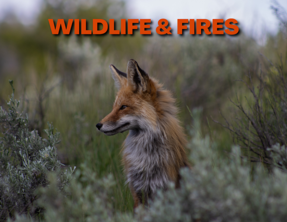 Fox in sagebrush, text "Wildfire and Fires"