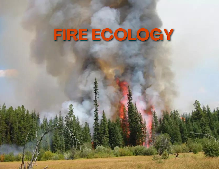 Wild fire and pine trees with text "Fire Ecology."