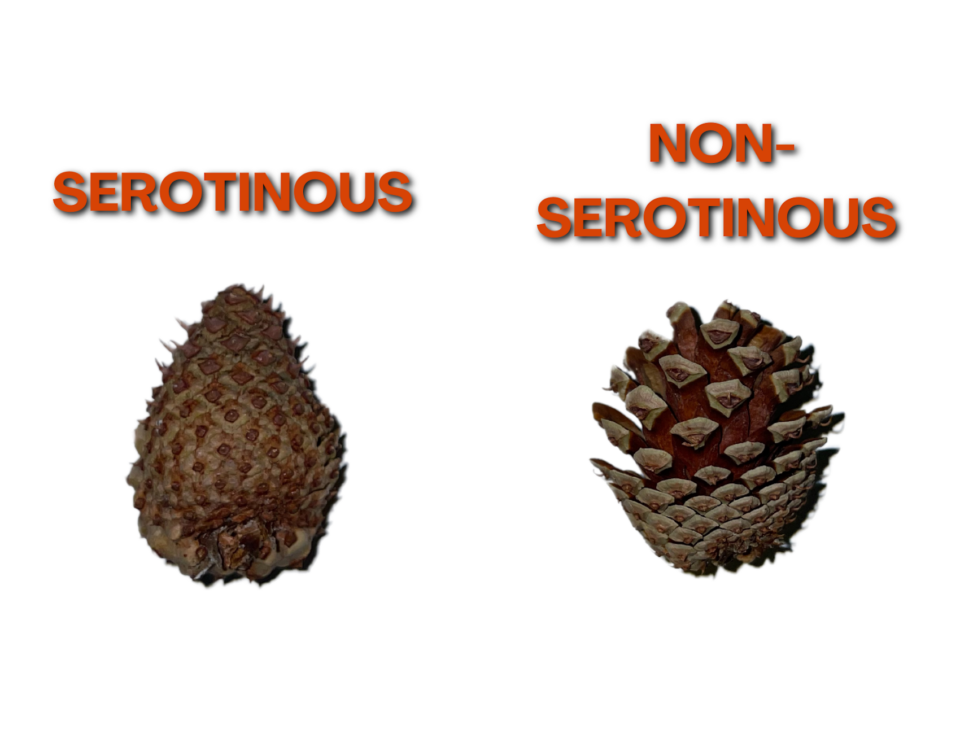 Serotinous and Non-serotinous lodgepole pine cones.