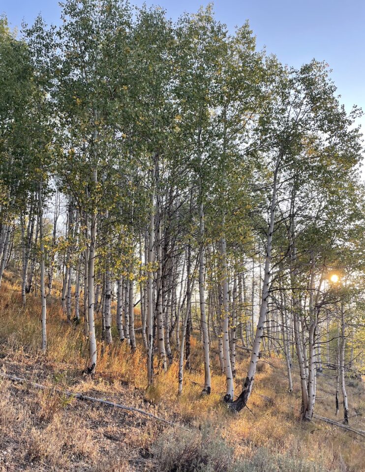 Aspen grove in morning sun.