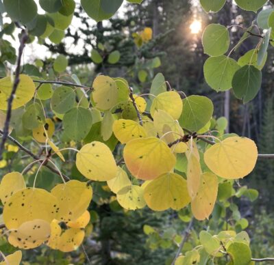 Aspen leaves turning gold.