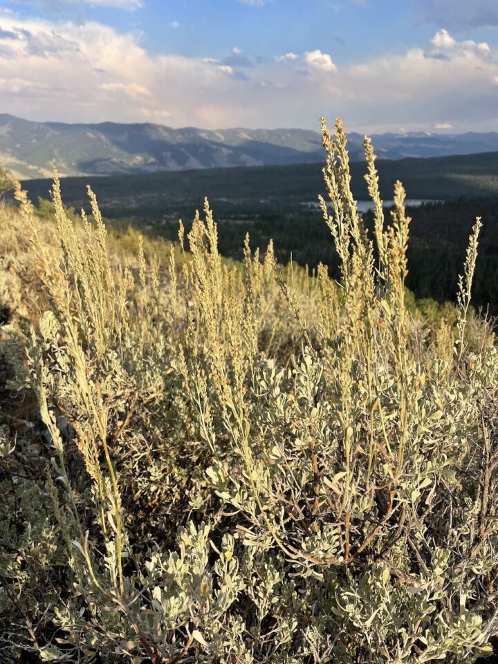 Sage with seed heads.