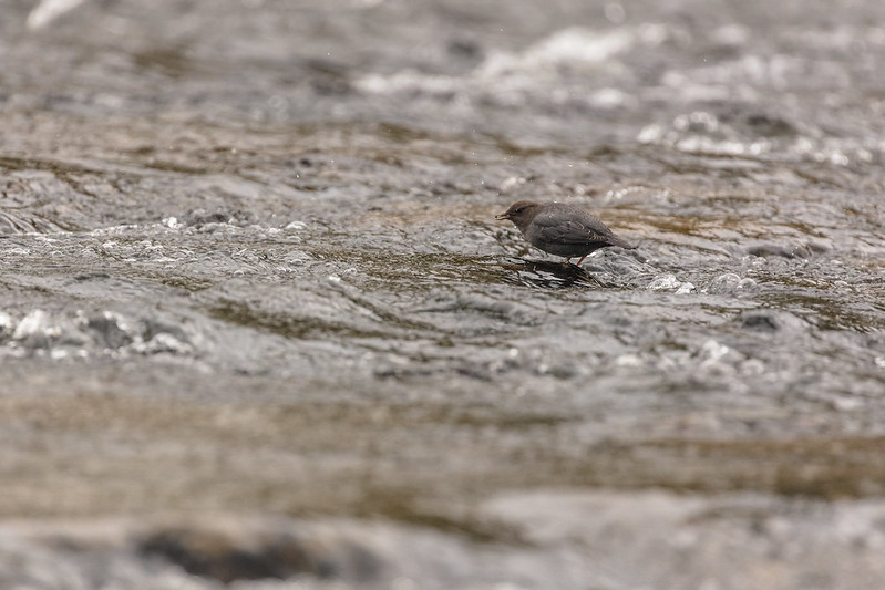 American Dipper in river with food in its beak.