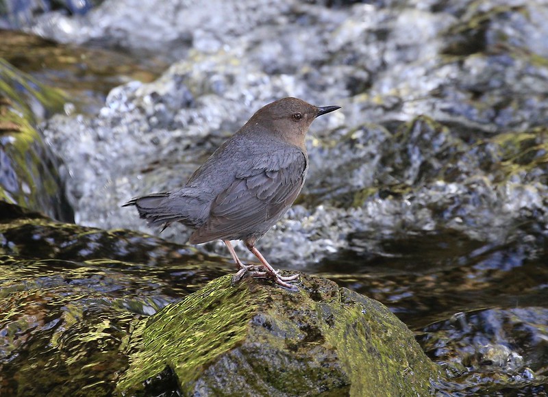 American Dipper bird standing on a rock in a river.