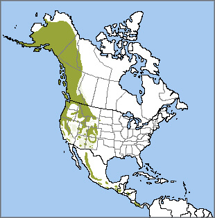 Range map for the American Dipper.