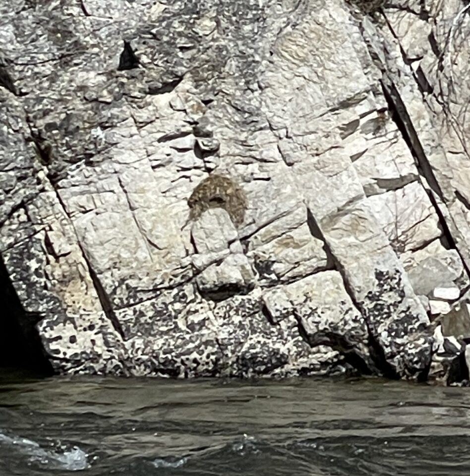 American Dipper nest on rock wall over a river.