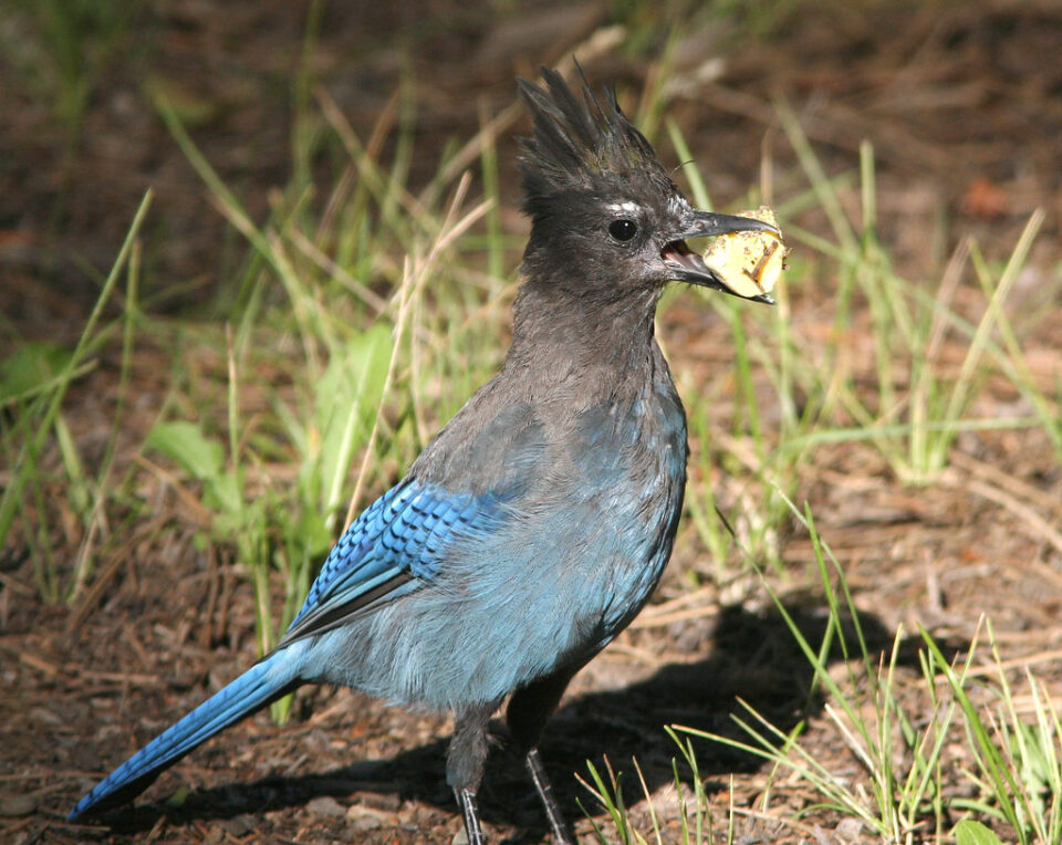 Steller's Jay with food in its beak.