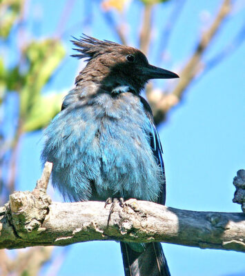 Steller's Jay close up