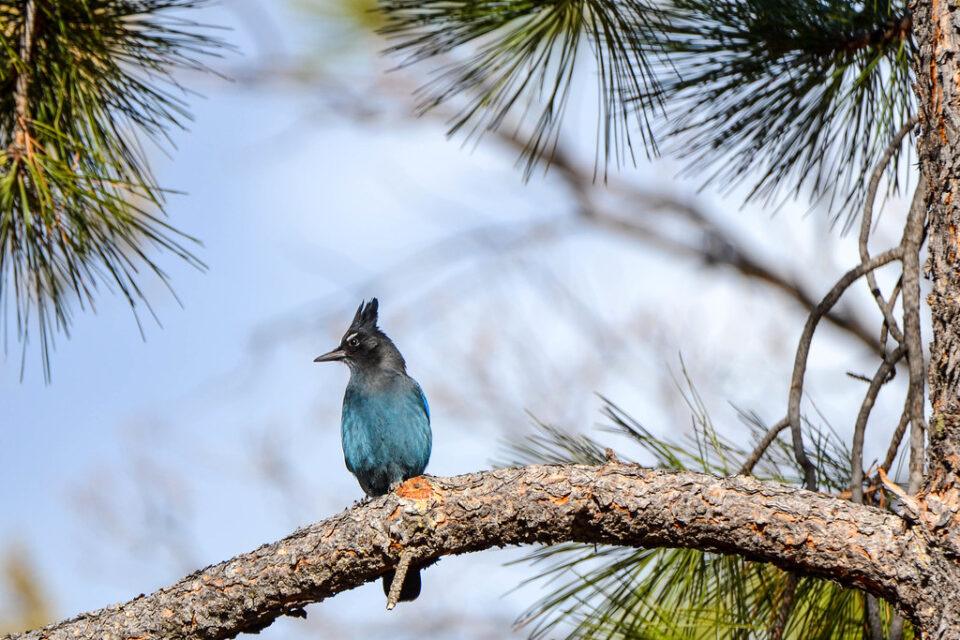 Steller's Jay in tree