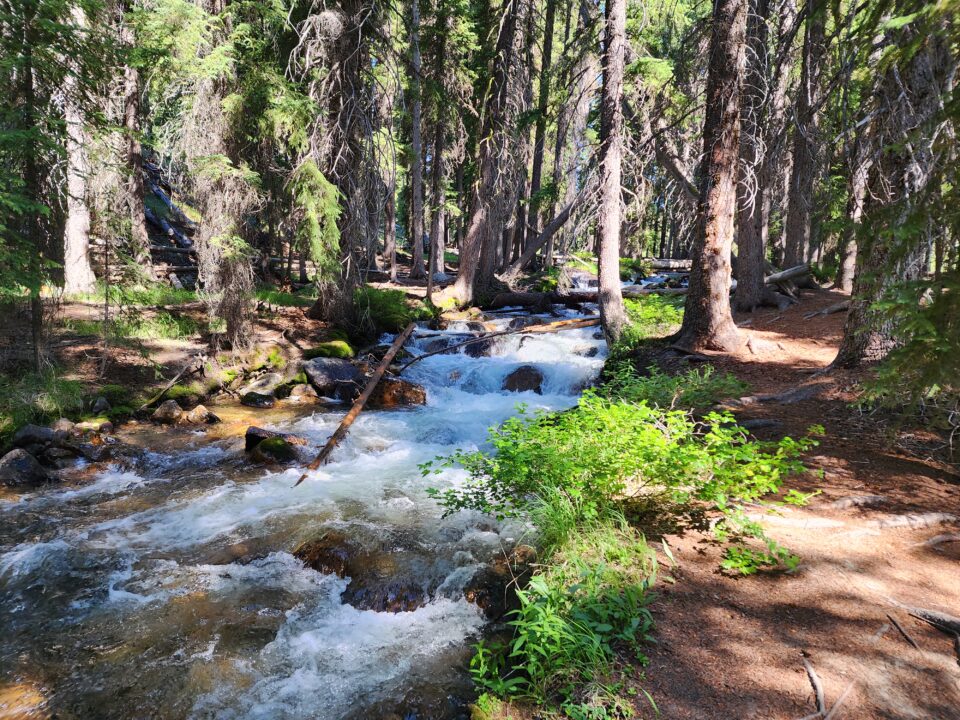 SNRA view forest stream