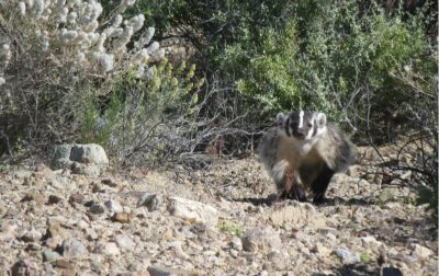 America Badger