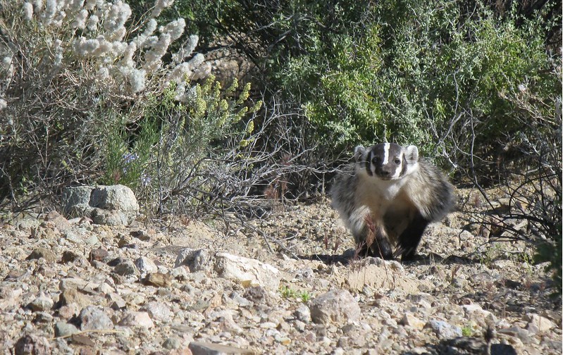 America Badger
