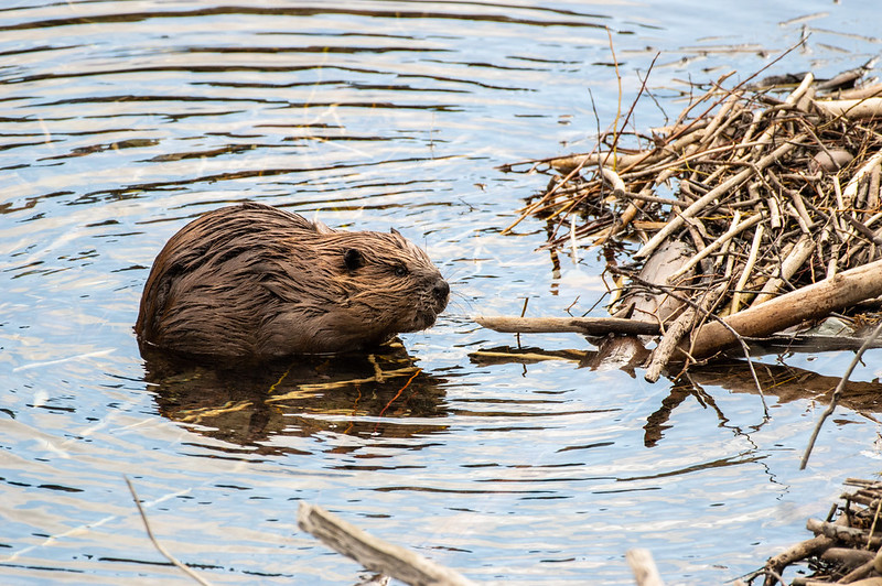 American Beaver