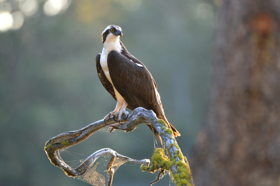 osprey