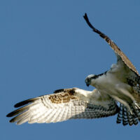 Osprey Hovering