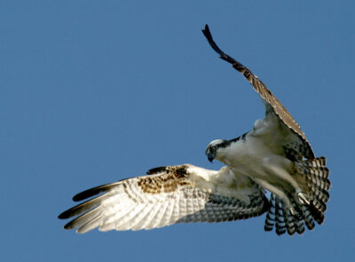 Osprey Hovering