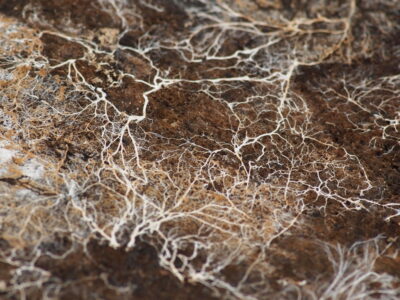 Mycelium