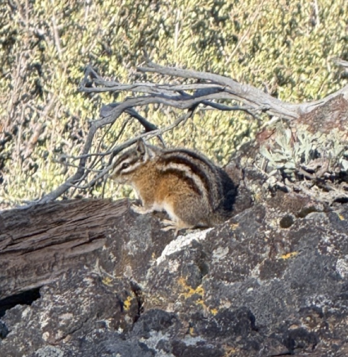Least Chipmunk