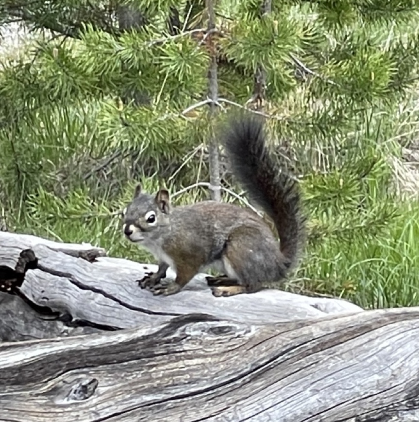 Red Squirrel