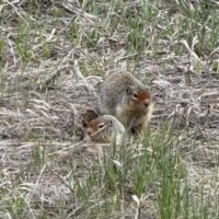 Columbian Ground Squirrels