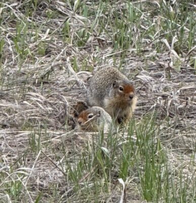 Columbian Ground Squirrels