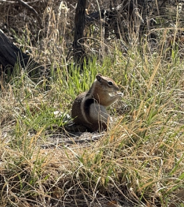 Golden-mantled Ground Squirrel