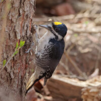 Black-backed Woodpecker yellow cap