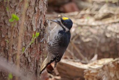 Black-backed Woodpecker yellow cap
