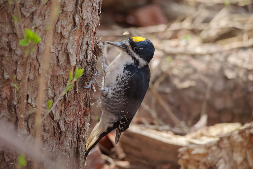 Black-backed Woodpecker yellow cap