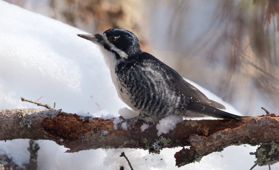 Black-backed woodpecker