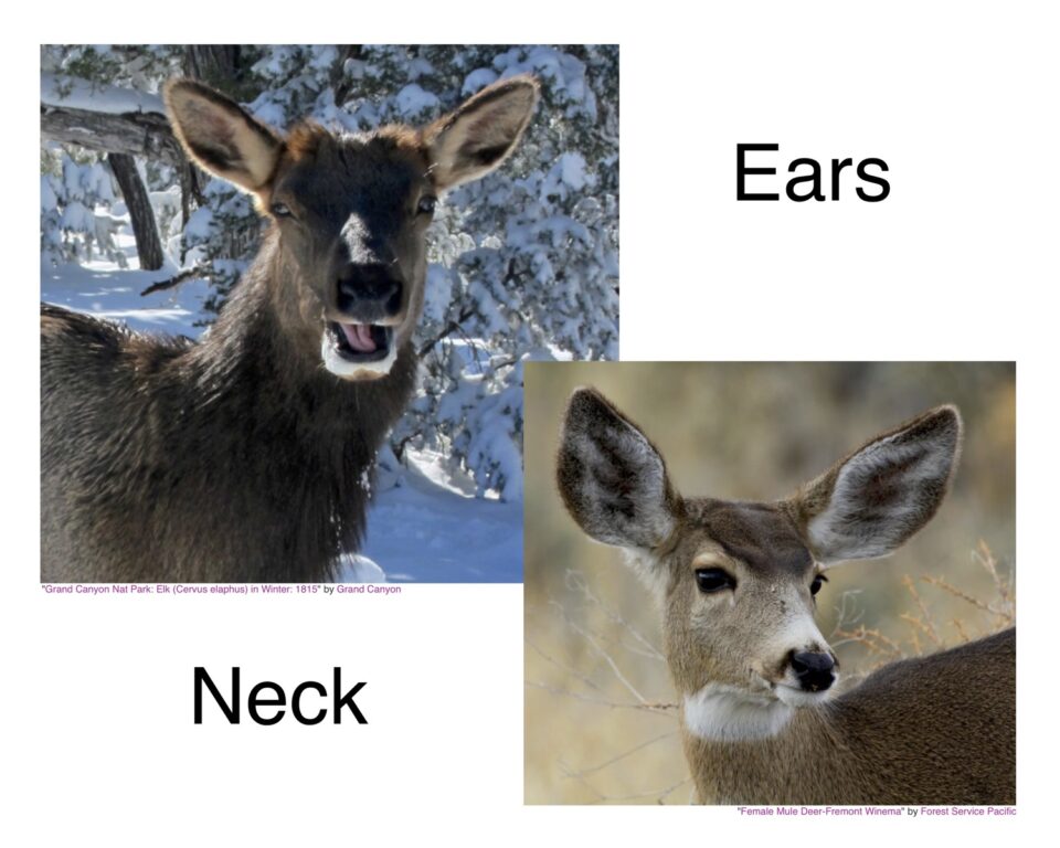 Elk and Mule Deer neck and ear comparisons
