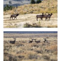 Elk and mule deer from a distance.