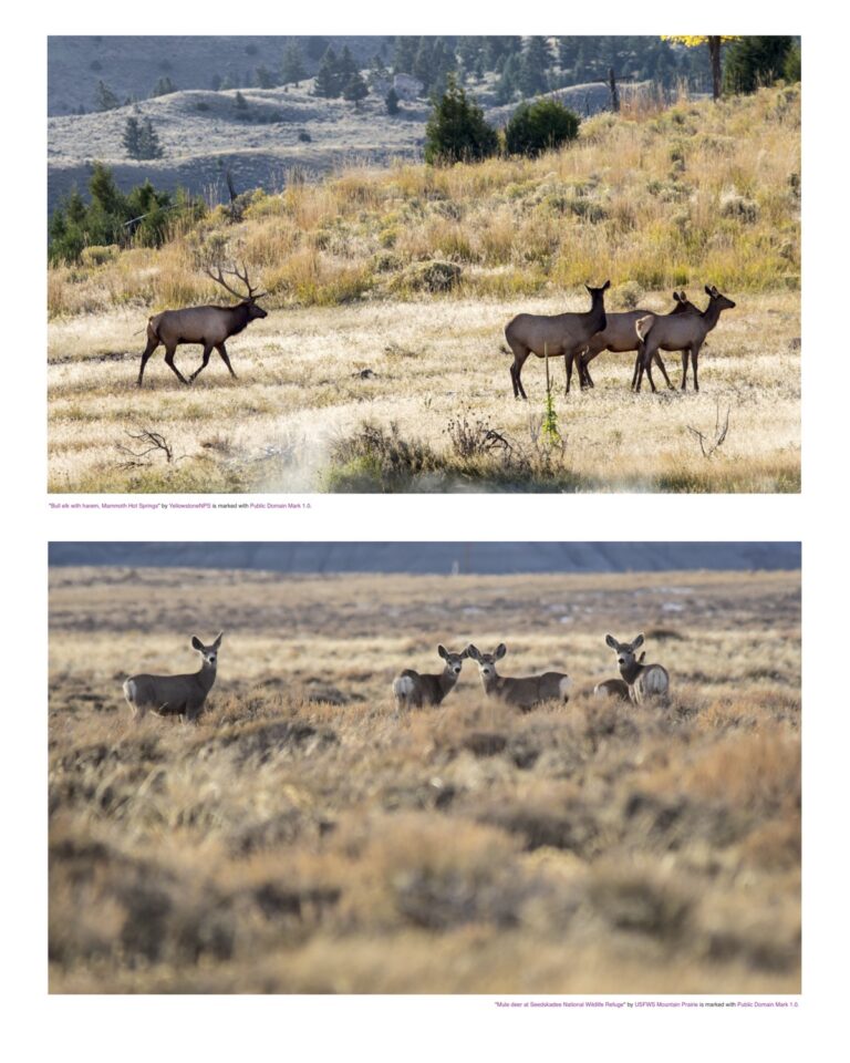 Elk and mule deer from a distance.