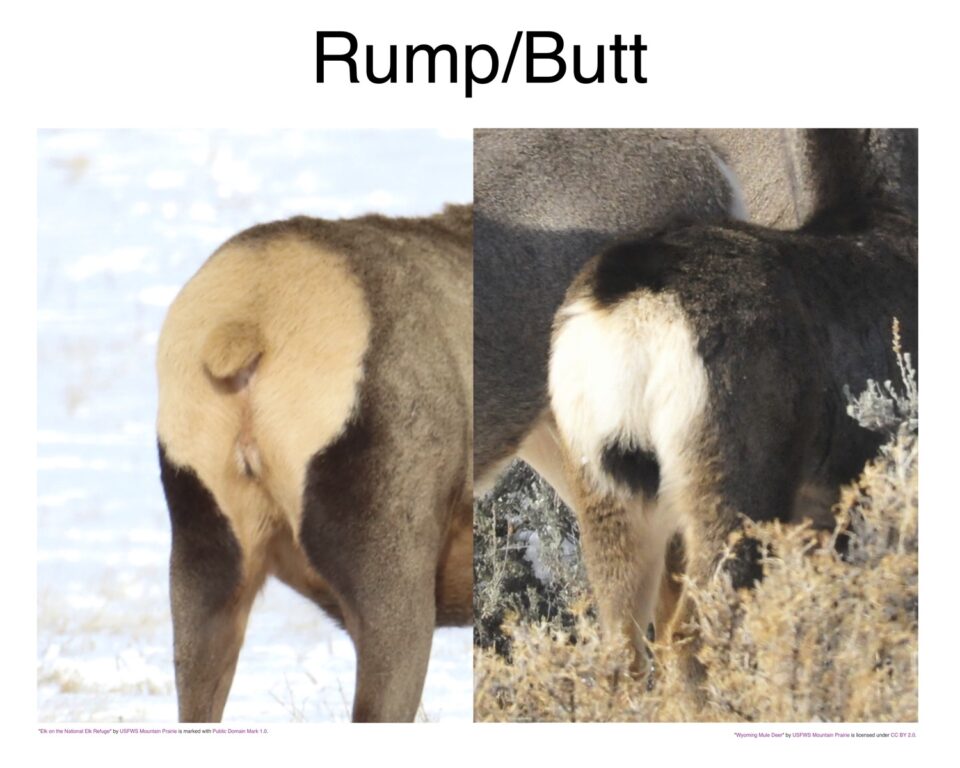 Elk and Mule Deer rump/butt/tail comparison