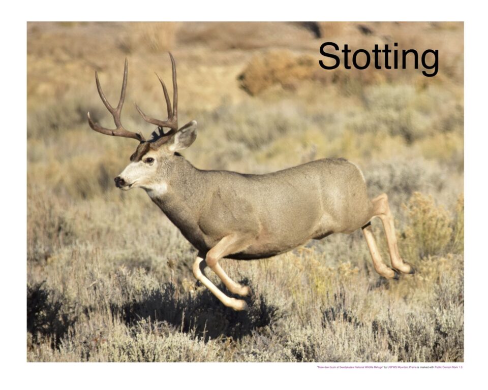 Mule Deer stotting, all four feet off the ground