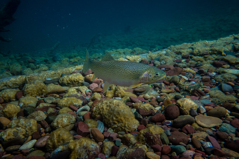 Cutthroat trout underwater