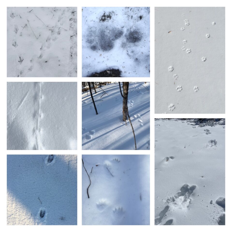 Collage of animal tracks in snow.