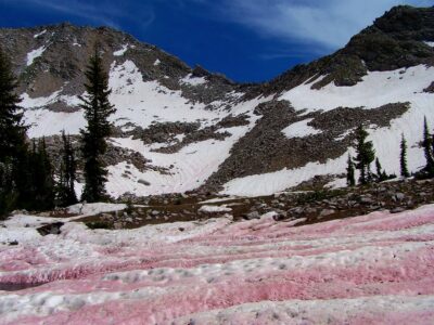 mountains and pink snow