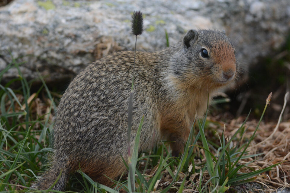 Columbian Ground Squirrel
